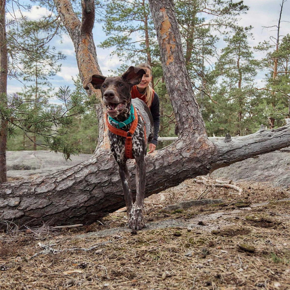 Dog Y-harness D626