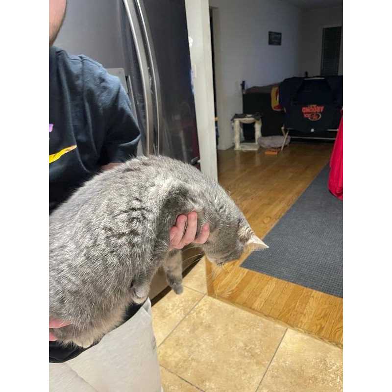 Cat Treats Soft K835