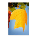 Yellow Autumn Canvas Art B9868