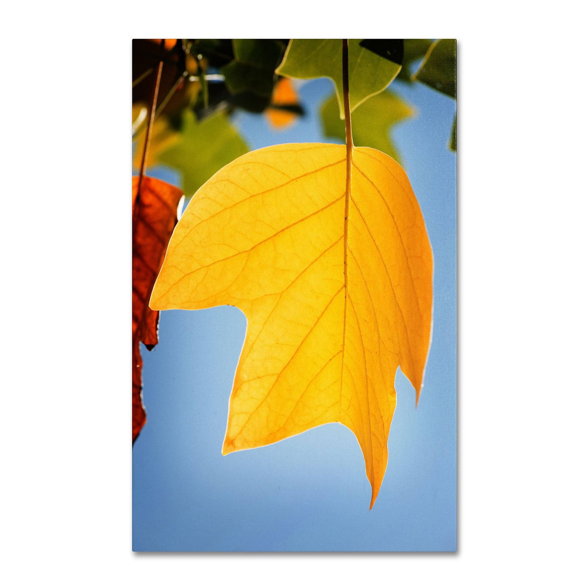 Yellow Autumn Canvas Art B9868