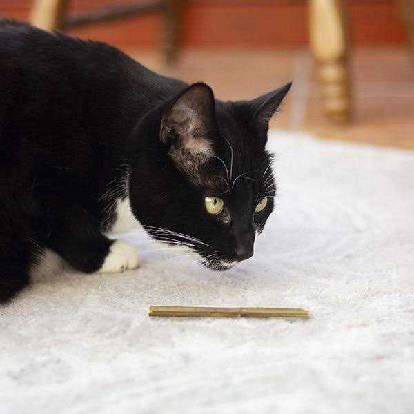Catnip N440373