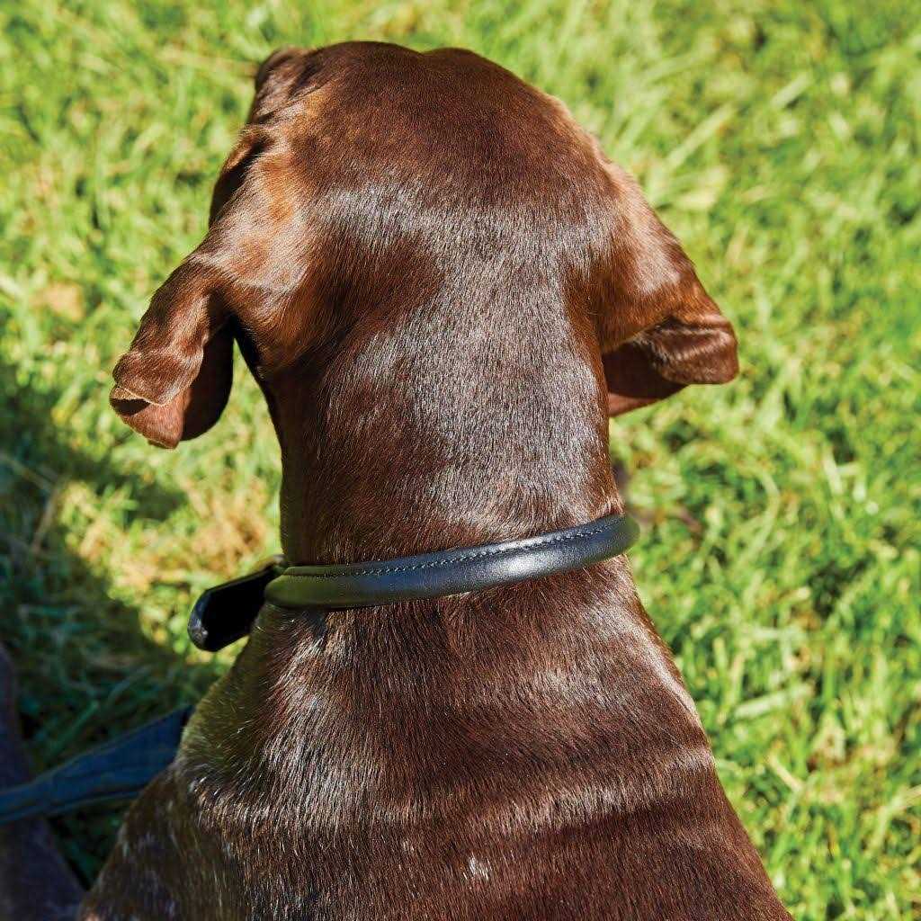 Rolled Leather Dog Collar O48767
