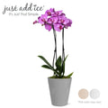 Pink Purple Orchid in 5 Clay Pot R57666