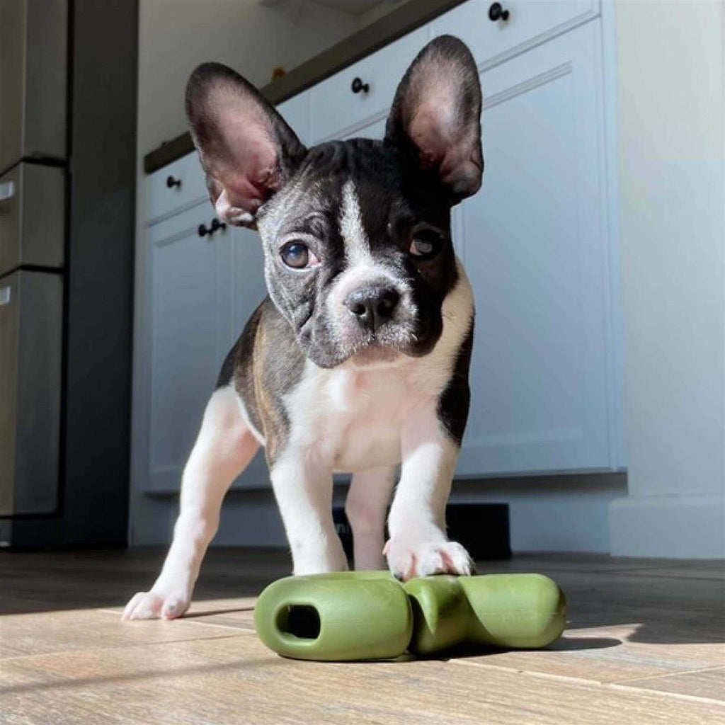Dog Toy C4365