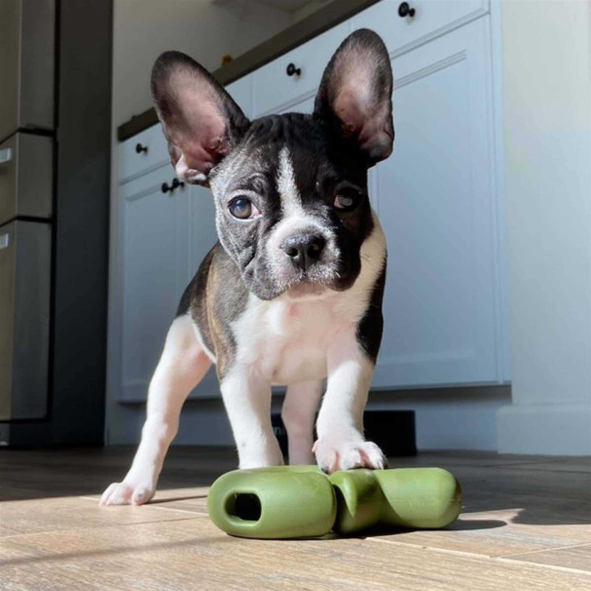 Dog Toy C4365