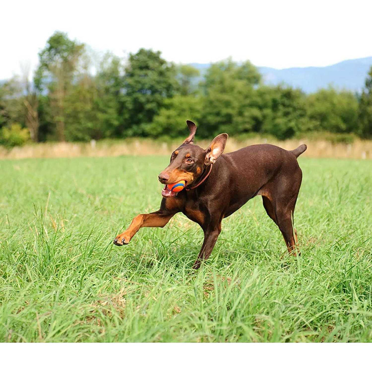 Ultra Ball Dog Toy F3034