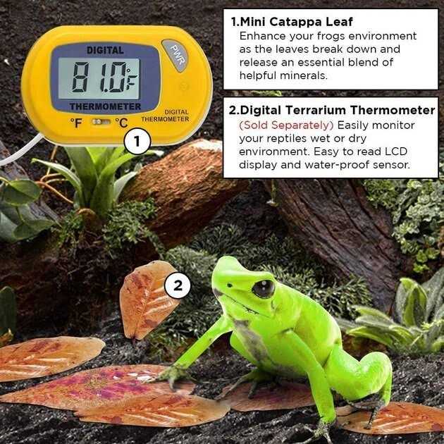 Dwarf Frog Mini Catappa Leaves Q3540