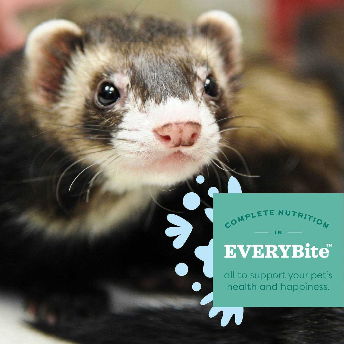 Ferret Food L2029