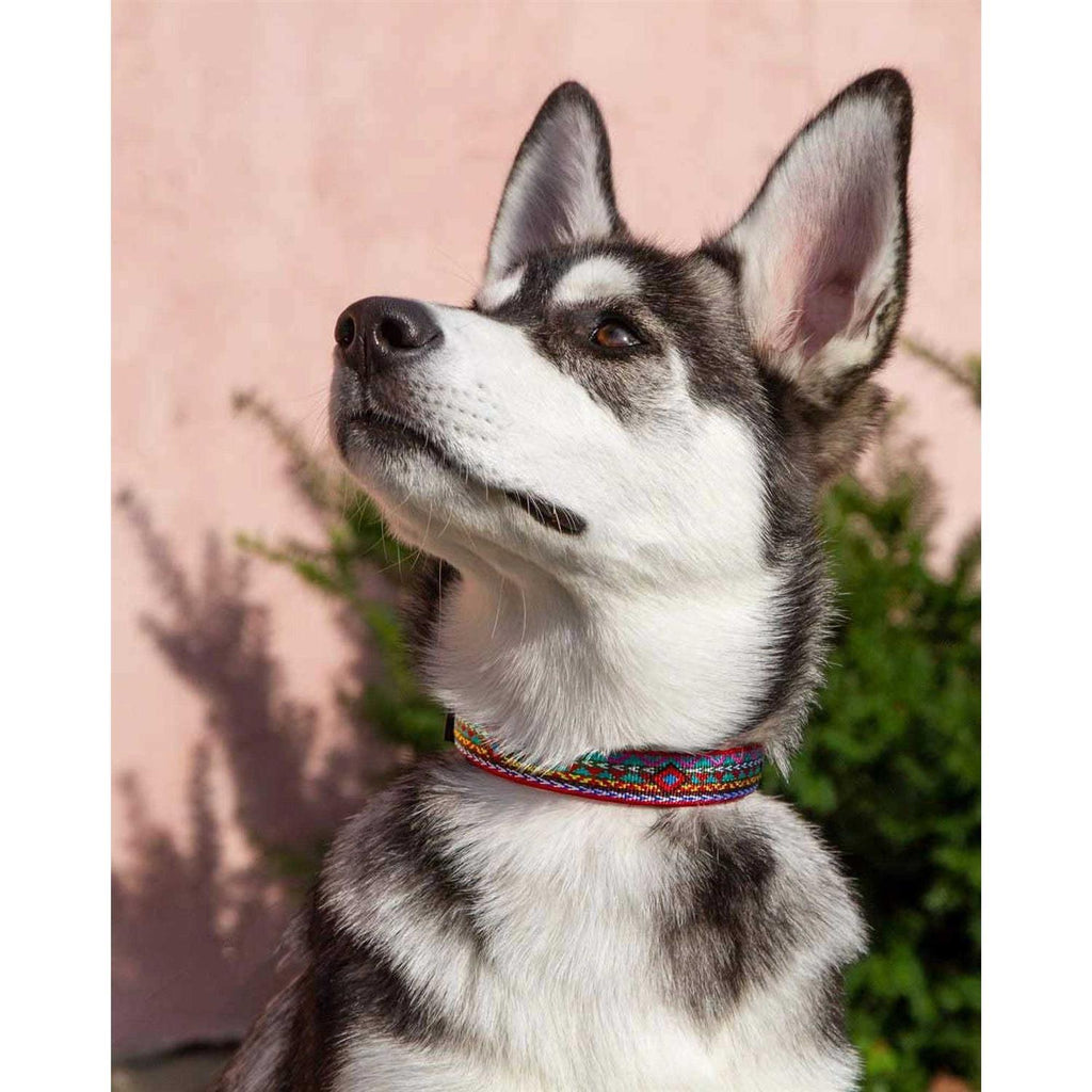 Dog Collar C451060