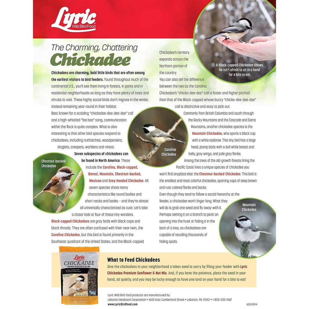Chickadee Wild Bird G843592