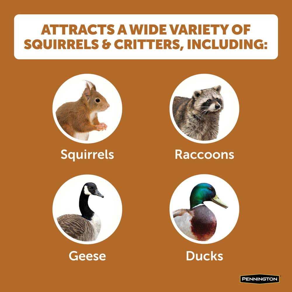 Squirrels Ear Corn Cobs Q80383