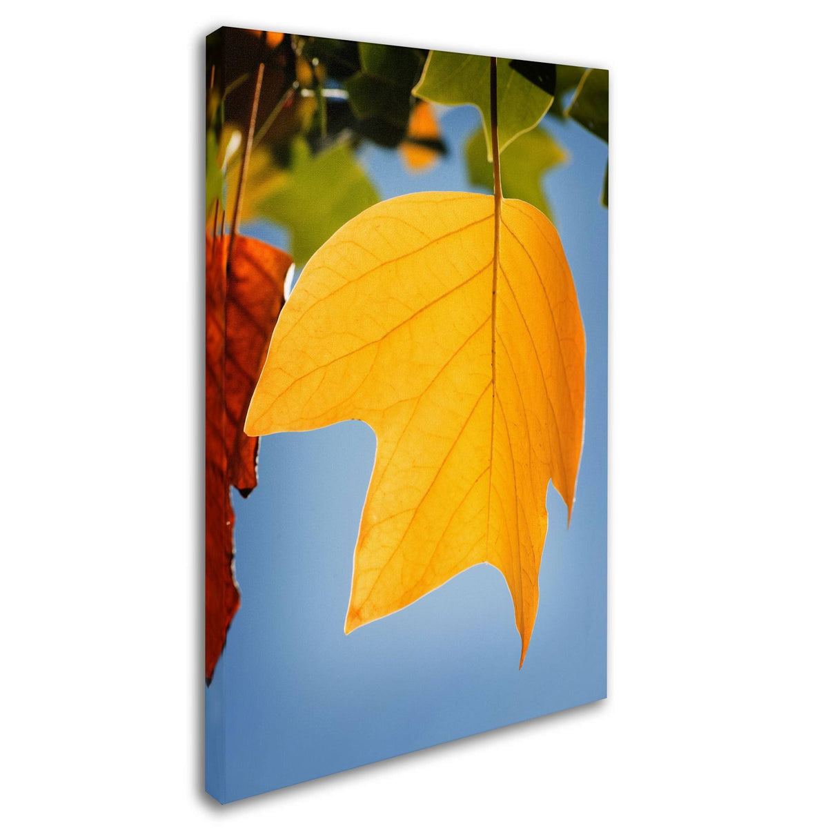 Yellow Autumn Canvas Art B9868