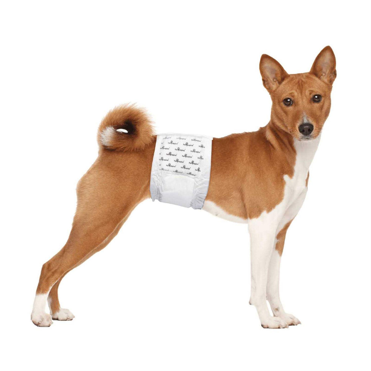 Disposable Belly Band Male Dog Wraps S207