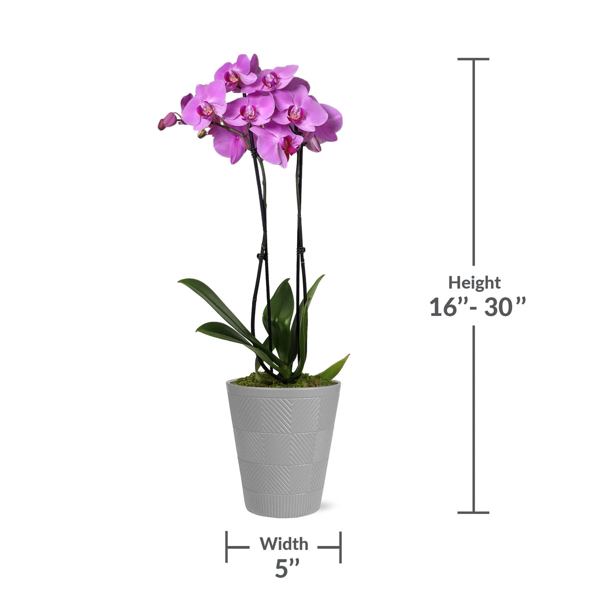 Pink Purple Orchid in 5 Clay Pot R57666