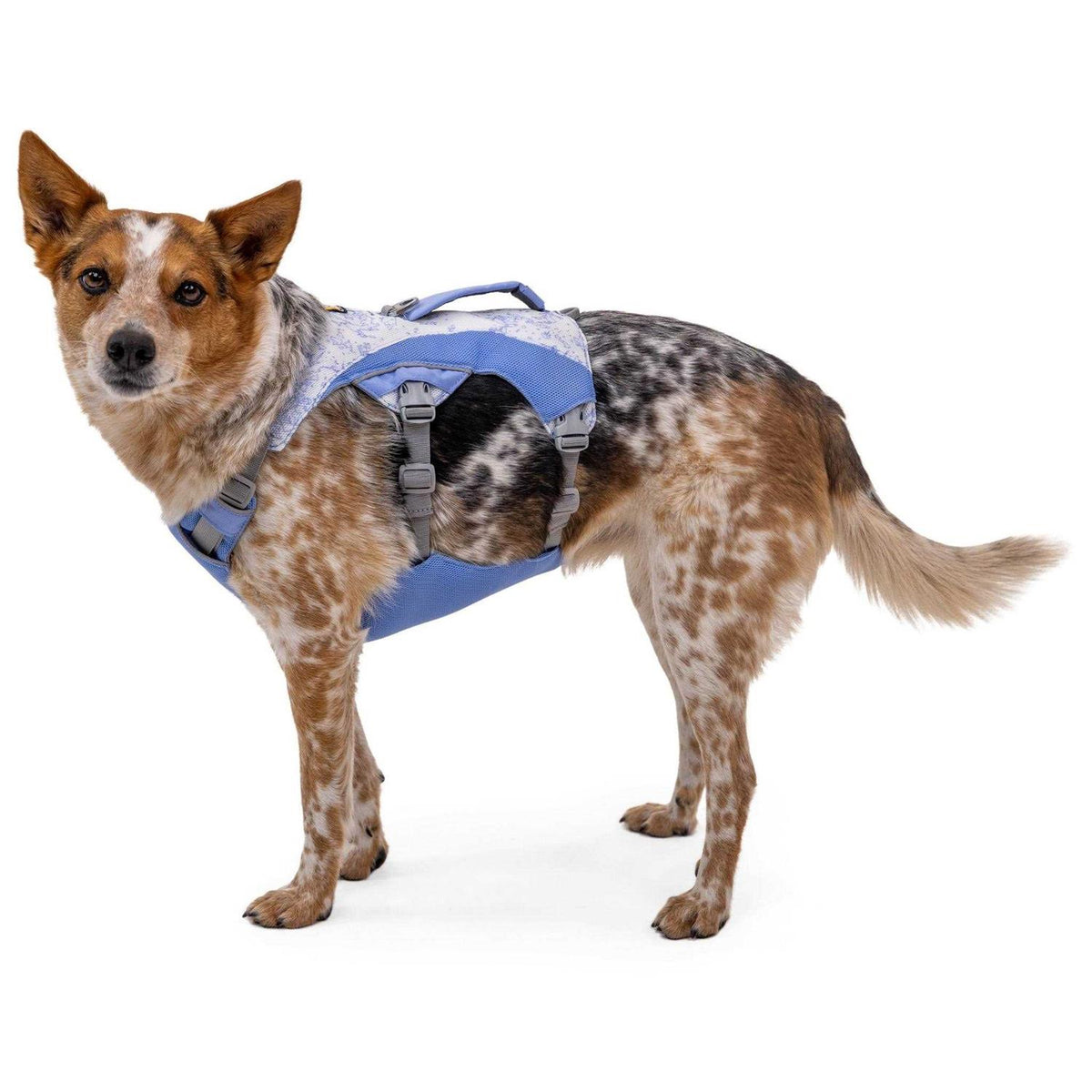 Dog Harness N972402