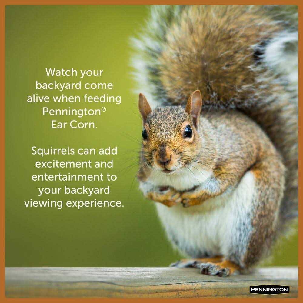Squirrels Ear Corn Cobs Q80383