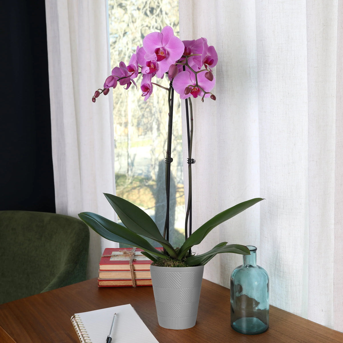 Pink Purple Orchid in 5 Clay Pot R57666