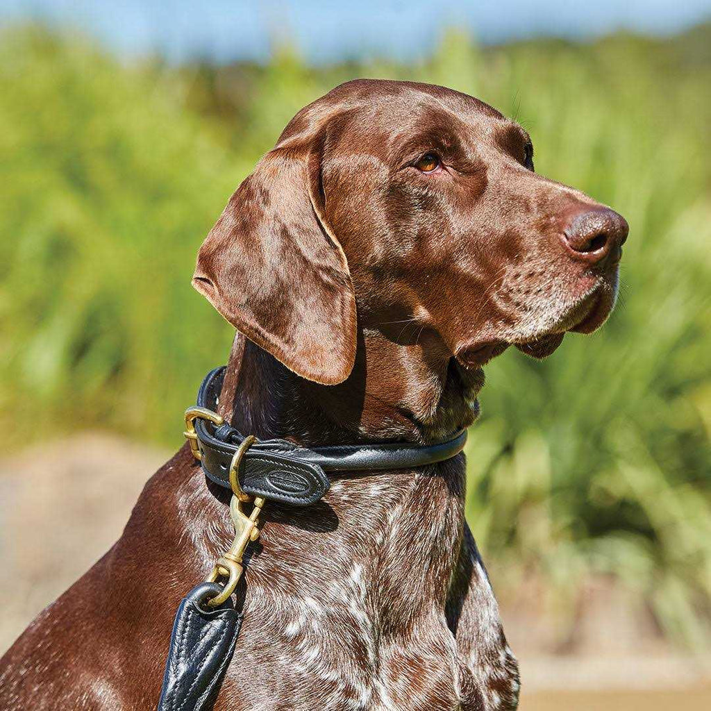 Rolled Leather Dog Collar O48767