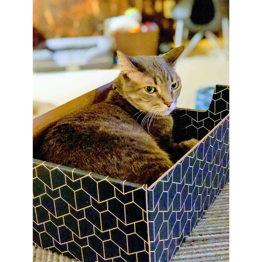 Blue Cat Box X742206