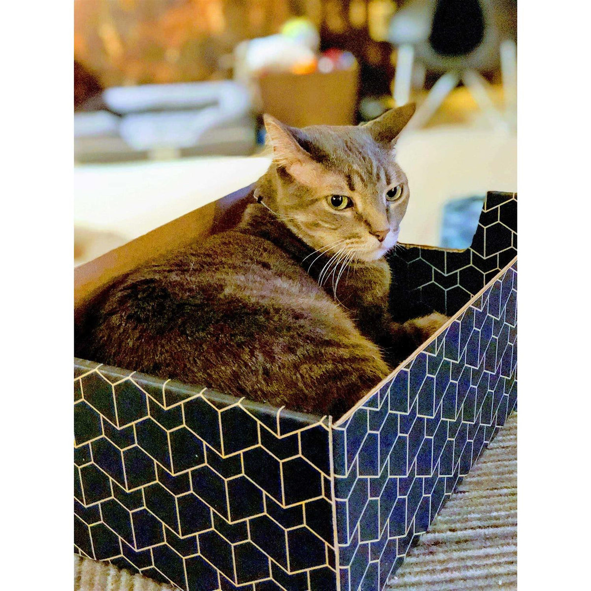 Blue Cat Box X742206