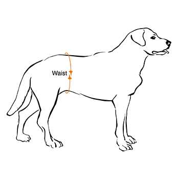 Disposable Belly Band Male Dog Wraps S207