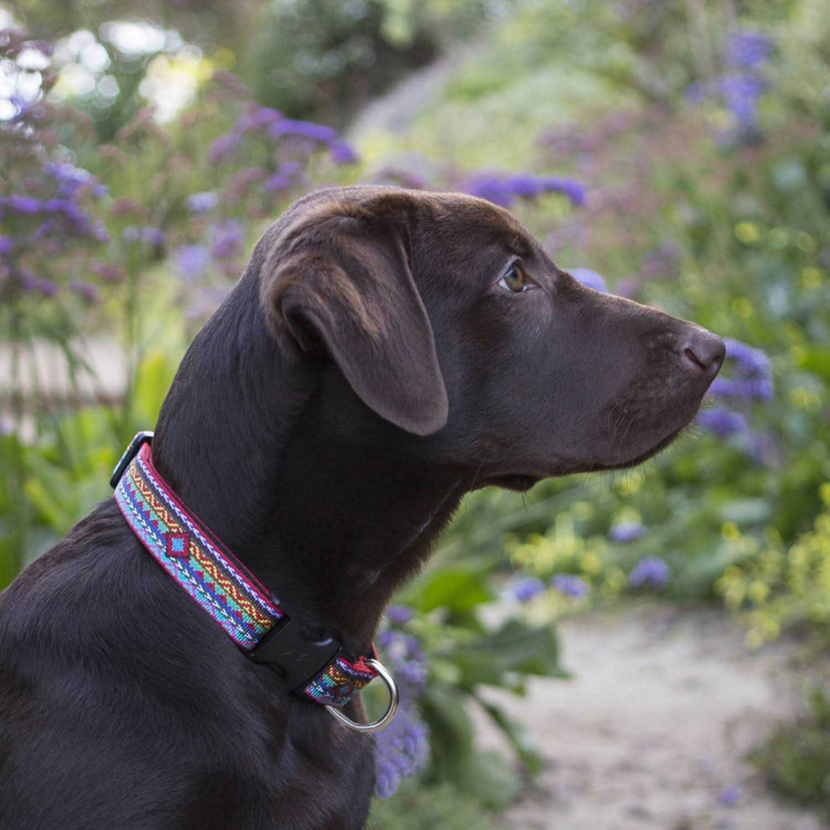 Dog Collar K143
