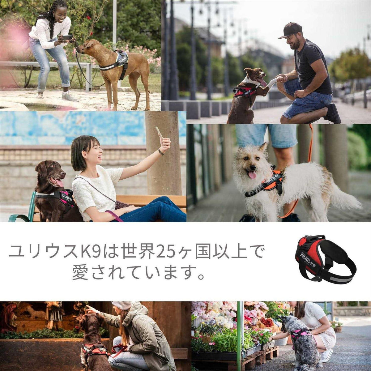 Powerharness Q15503