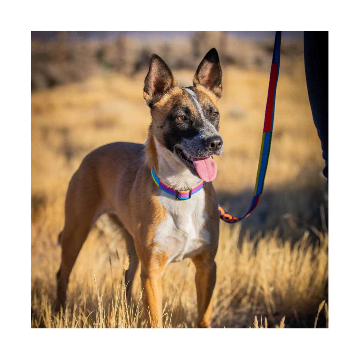 GoodDog Collar G4757