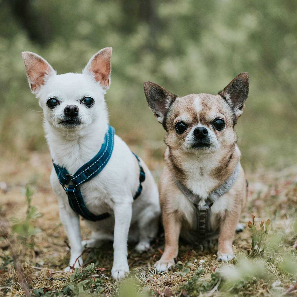 Padded Dog Y Harness G6692