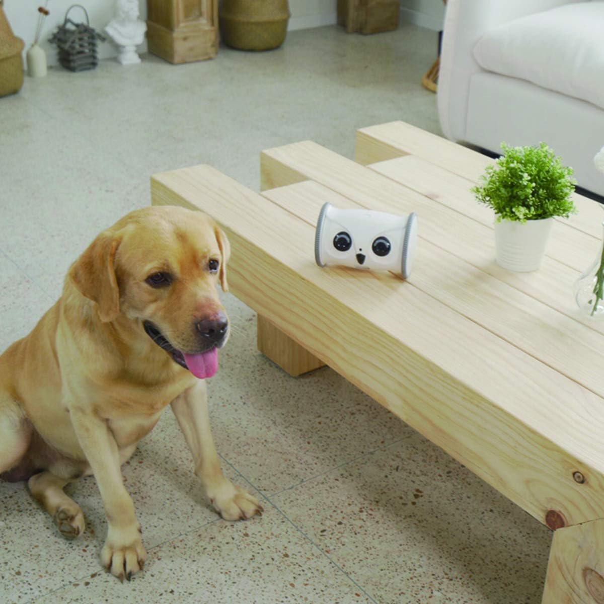 Pet Camera Treat Dispenser Interactive Toy with Remote Phone App Control 1080P FHD Y556