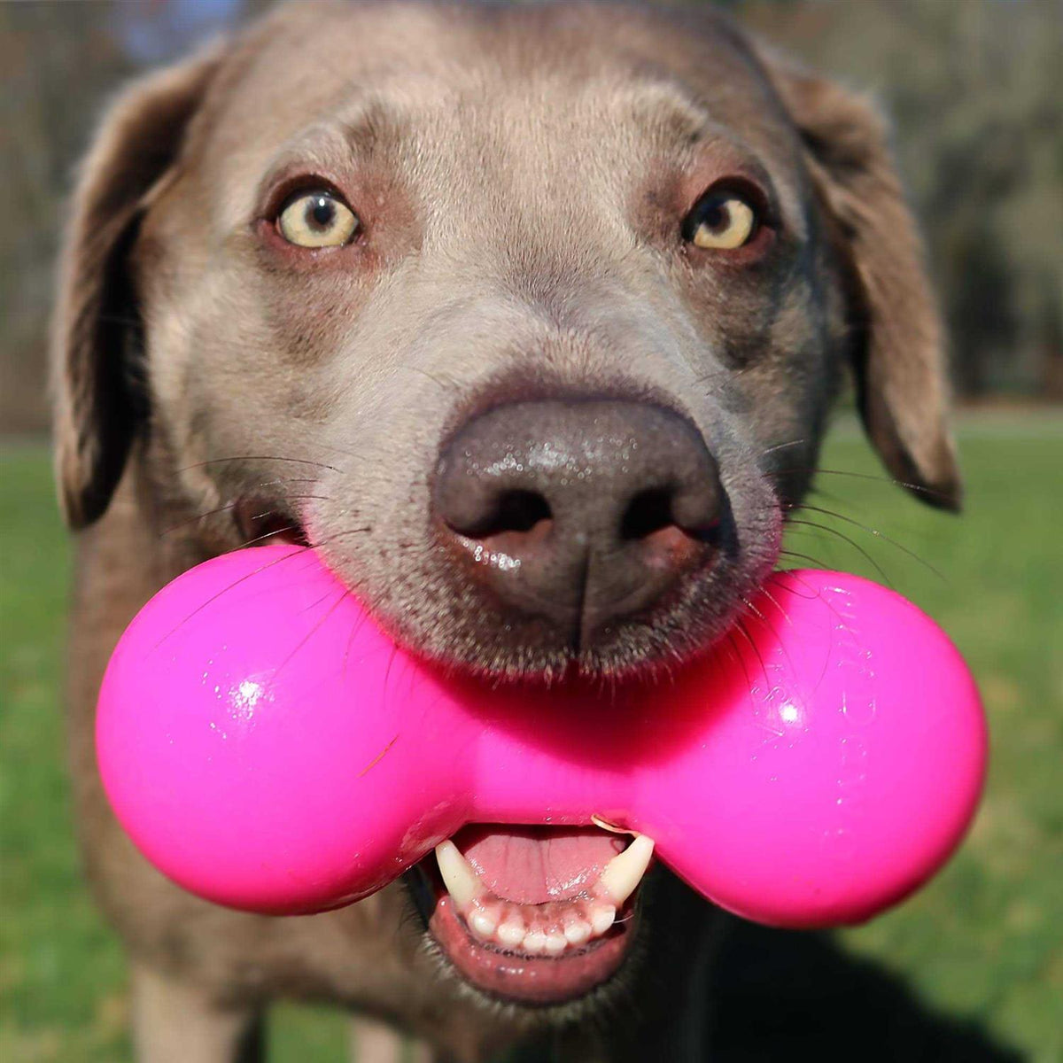 Dog Toy U27925