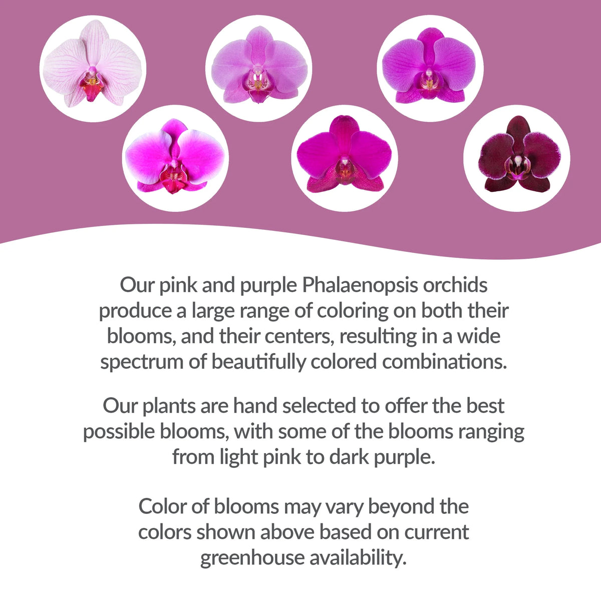 Pink Purple Orchid in 5 Clay Pot R57666