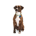 Macrame Dog Collar P421120