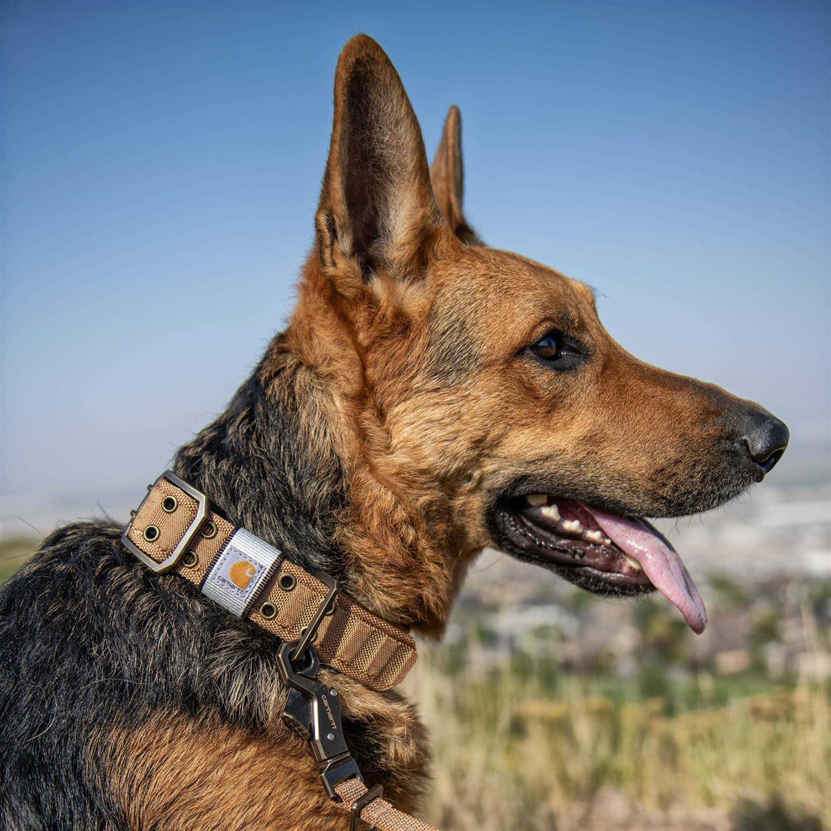 Brown Nylon Wide Dog Collar C8445