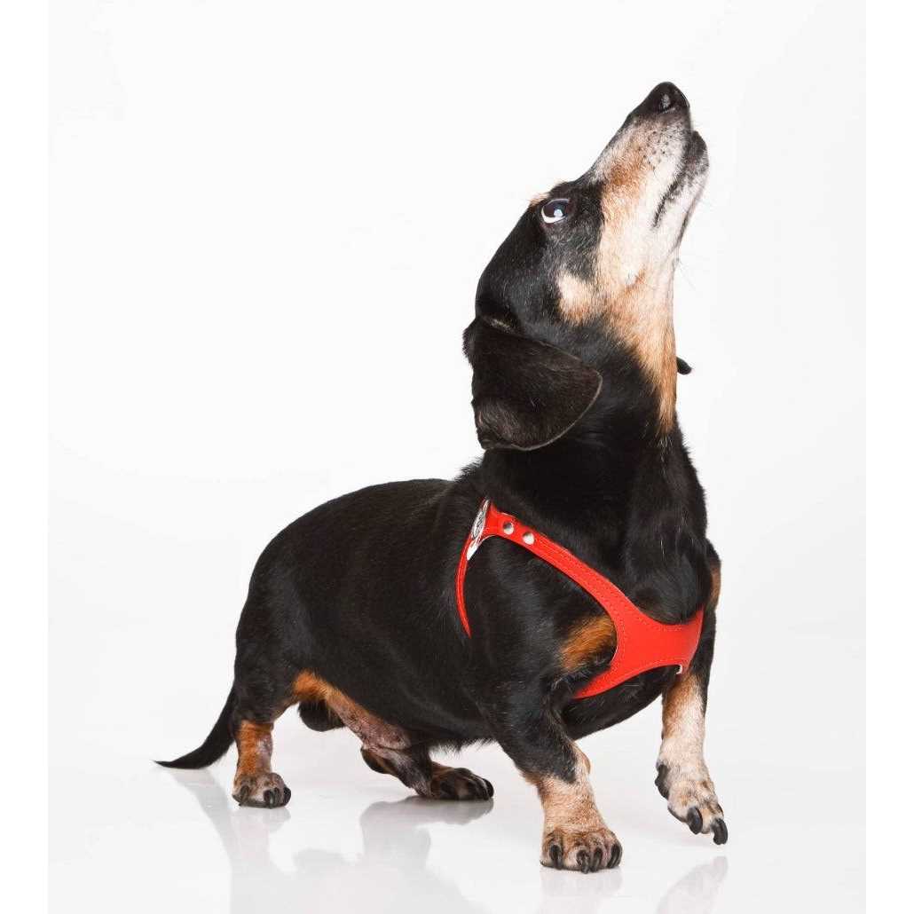 Pebble Grain Harness W5022