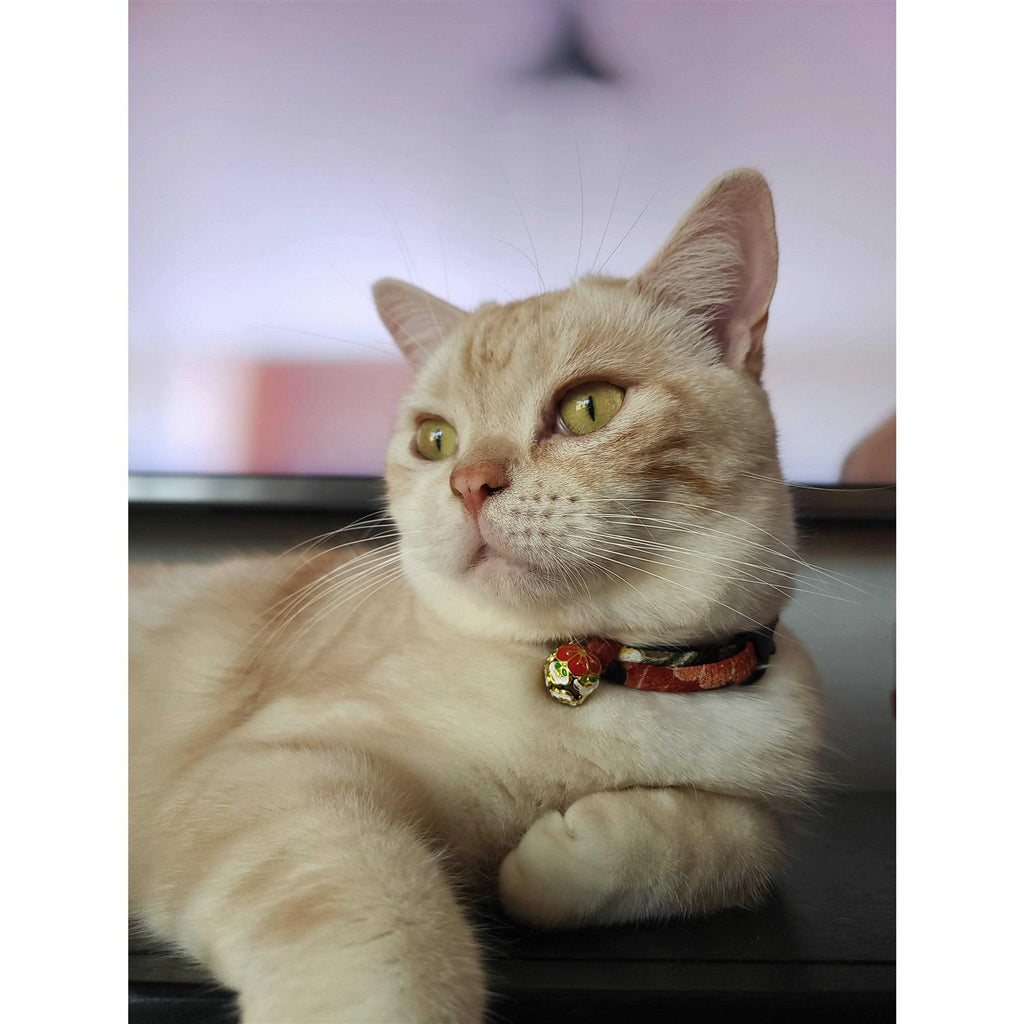 Cat Collar F606