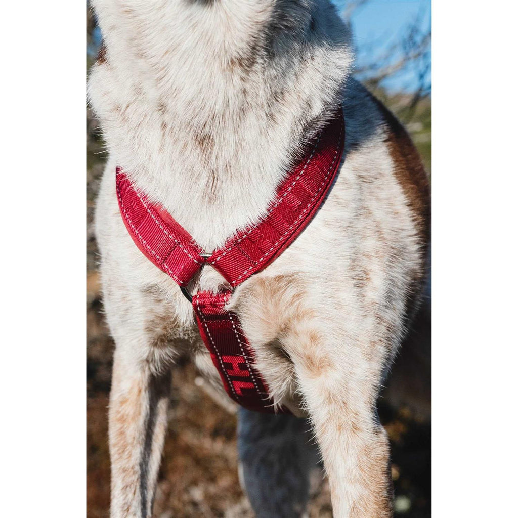 Padded Dog Y Harness G6692