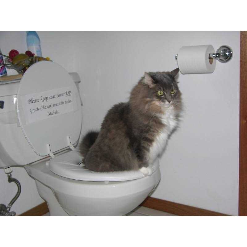 Cat Toilet Training Kit E687