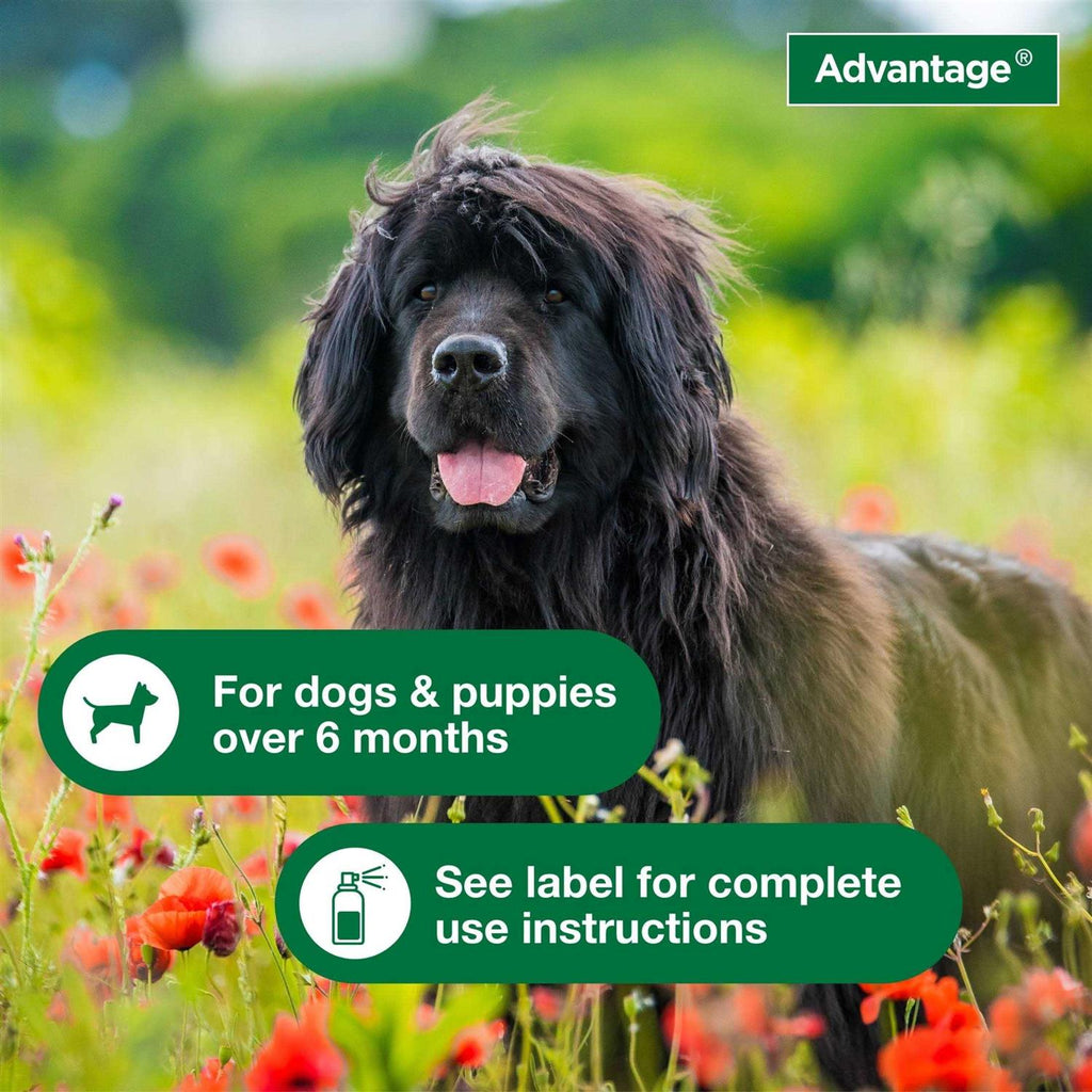 Flea & Tick Treatment Spray for Dogs B579