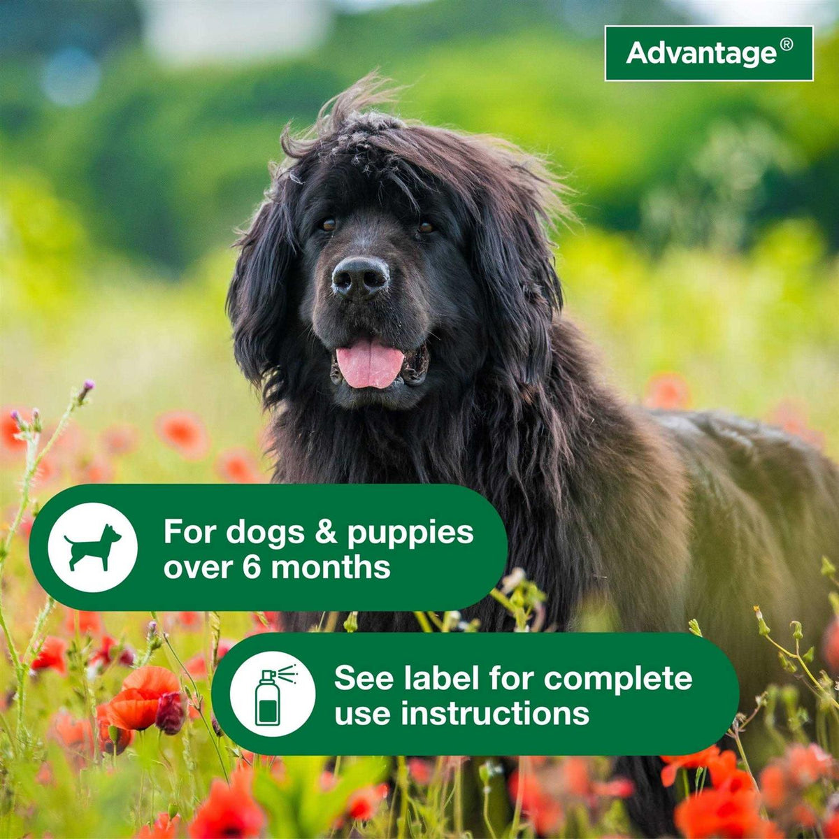 Flea & Tick Treatment Spray for Dogs B579