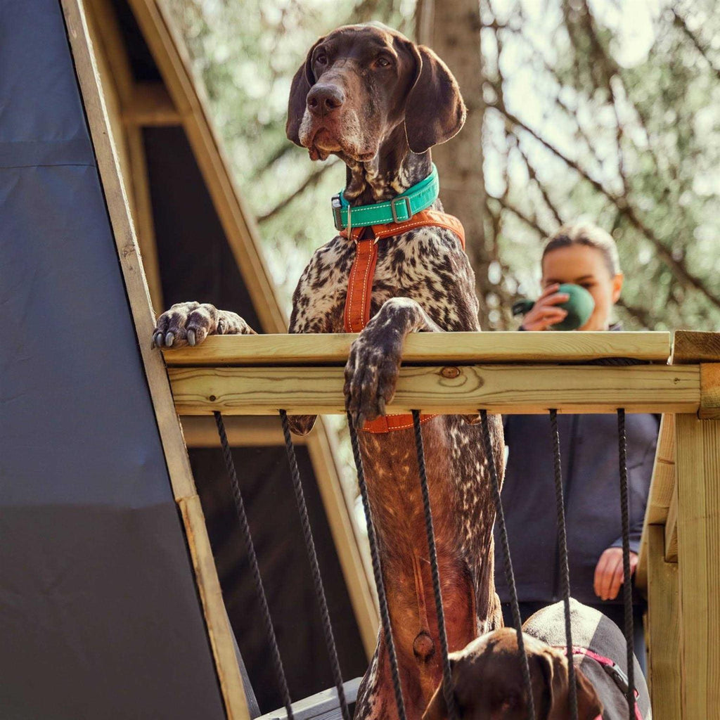 Dog Y-harness D626