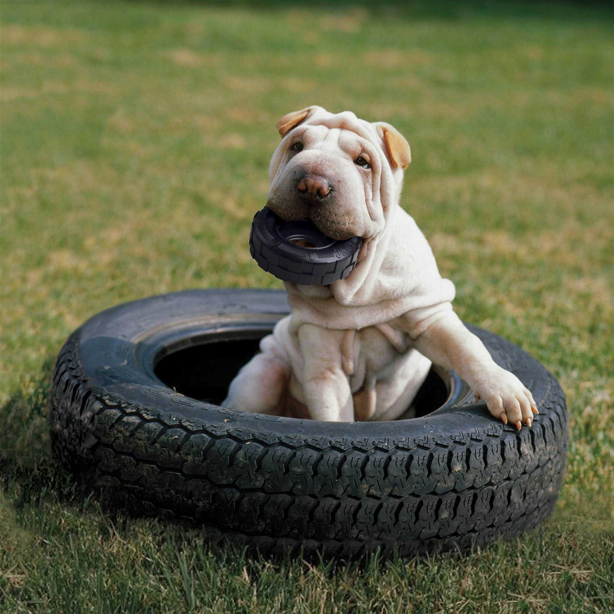 Dog Toy Q1312