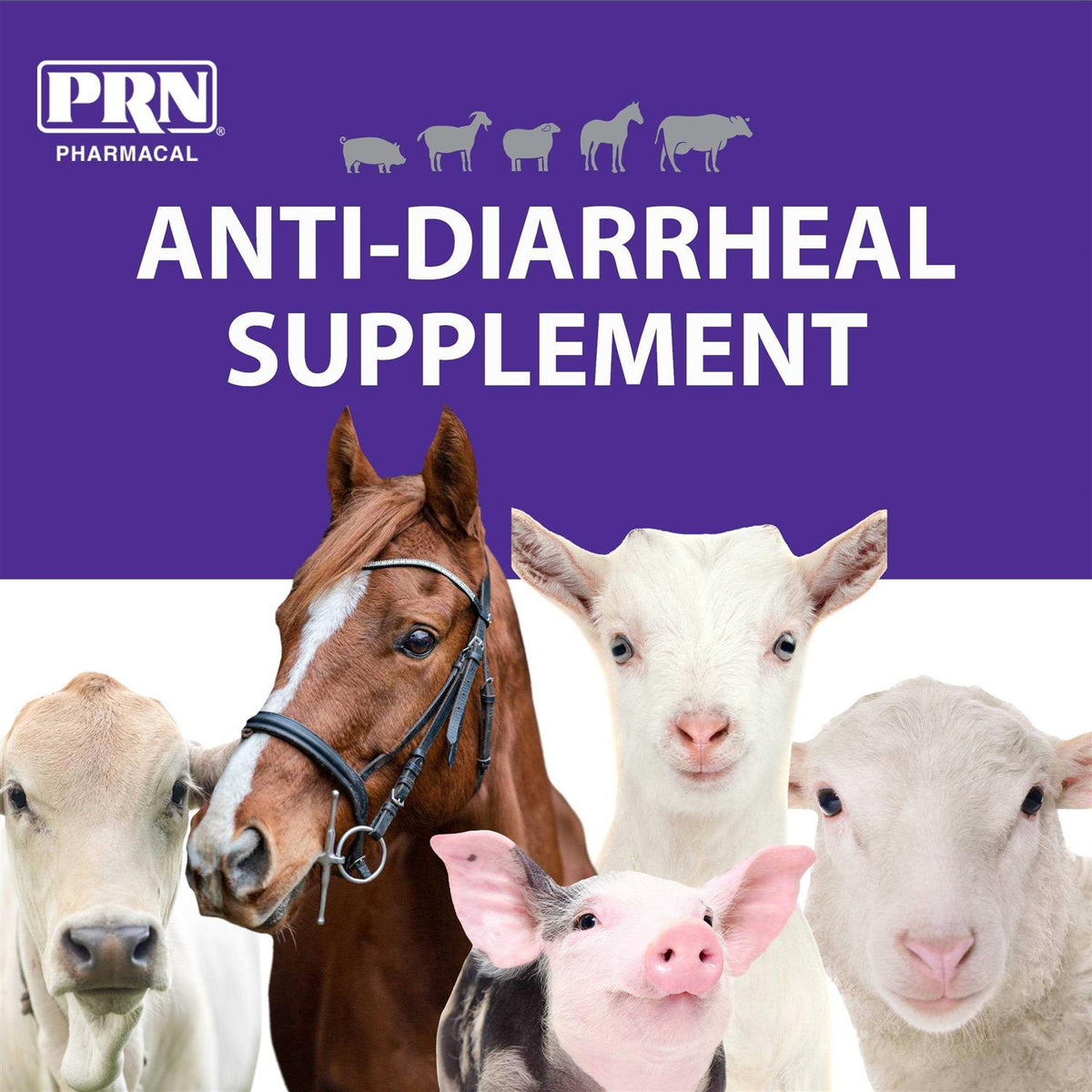 Endosorb Tablets W791729
