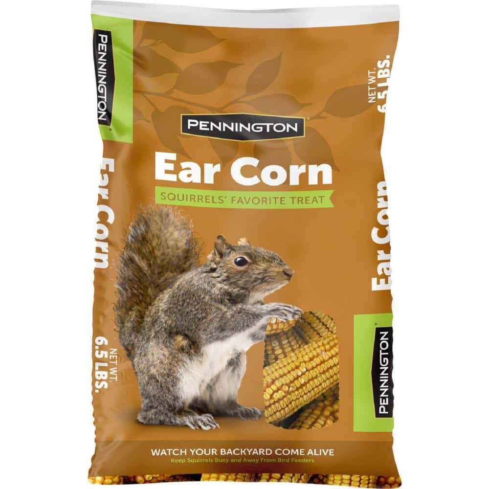 Squirrels Ear Corn Cobs Q80383