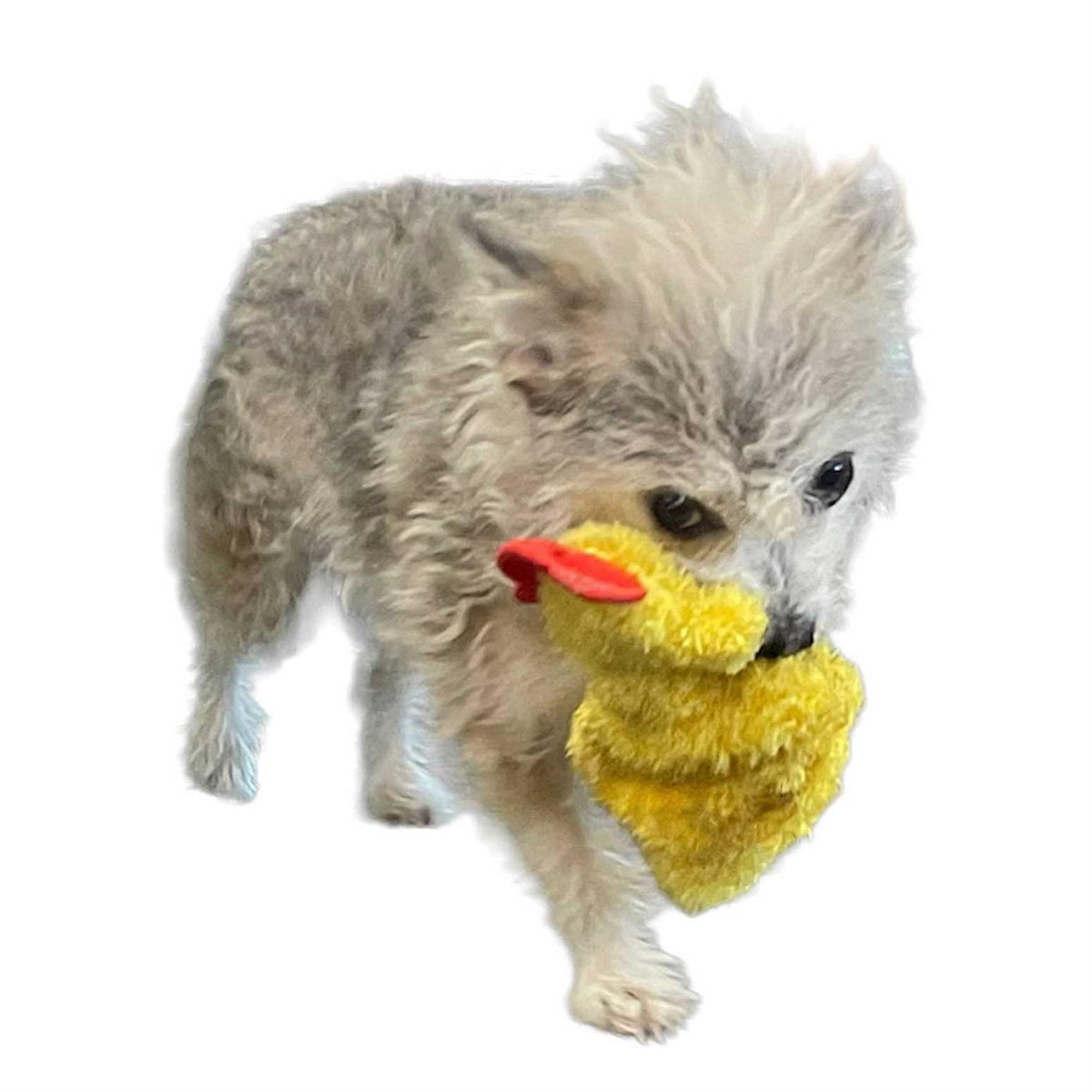 Chicken and Egg Paper Crinkle Squeaker Toys A293434
