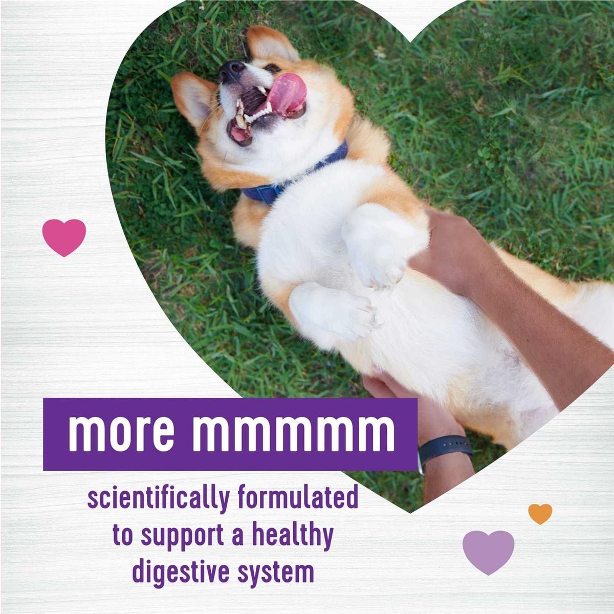 Pumpkin Flavored Soft Chew Digestive Health Supplements for Dogs C74677