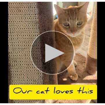 Beige Cat Tree Condo with Sisal Covered Posts Q593
