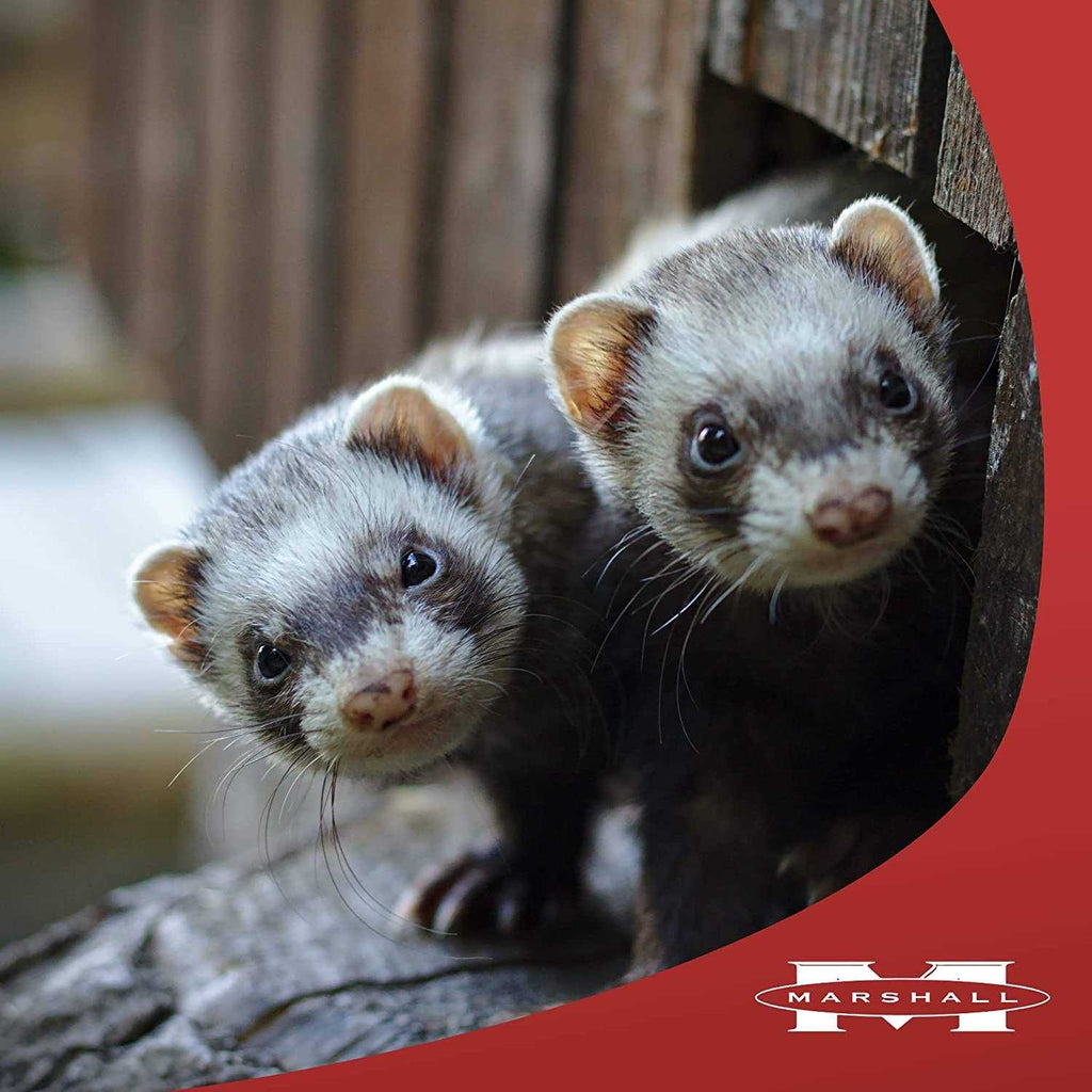 Premium Ferret Treats F738