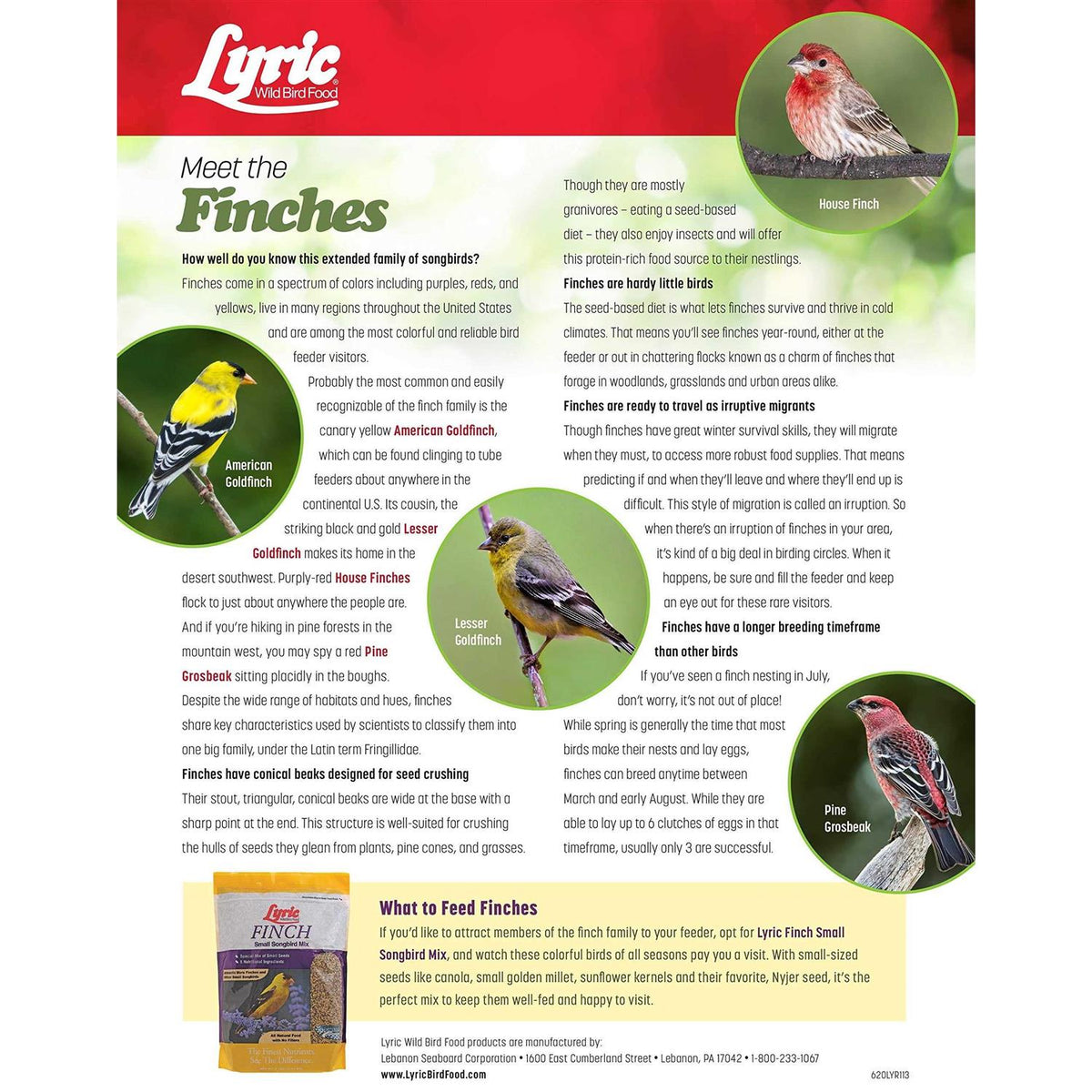 Small Songbird Wild Bird Food A469382
