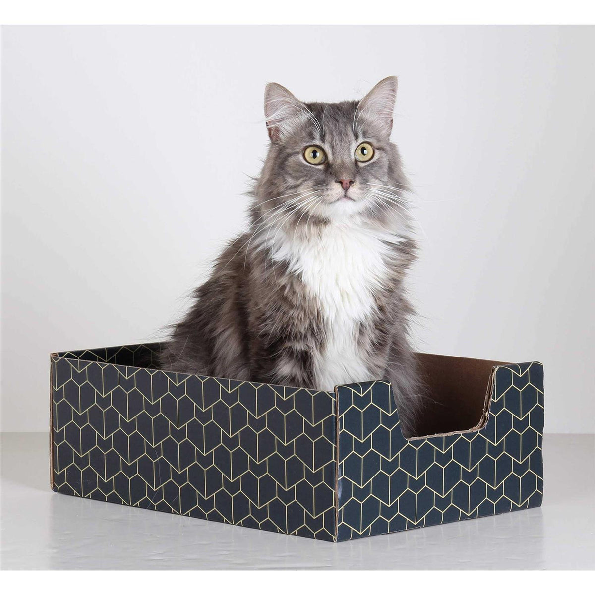 Blue Cat Box X742206